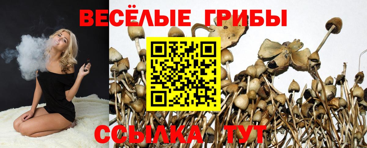 Чернушка  где купить наркотик  Вход с VPN  Псилоцибиновые грибы мицелий  Галлюциногенные грибы GOLDEN TEACHER 